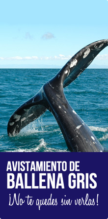Avistamiento de ballena gris